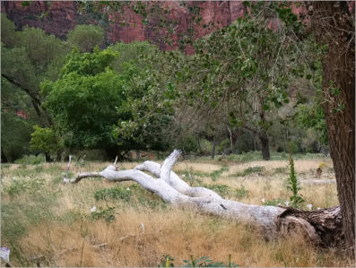 Zion NP - The Grotto Trail, UT