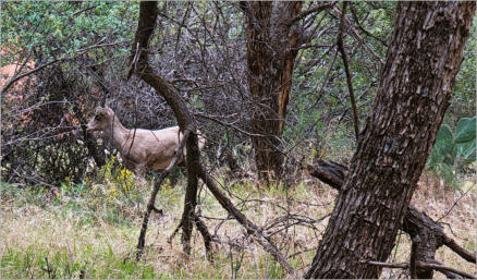 Zion NP - The Grotto Trail, UT