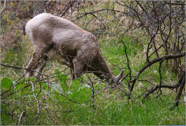 Zion NP - The Grotto Trail, UT