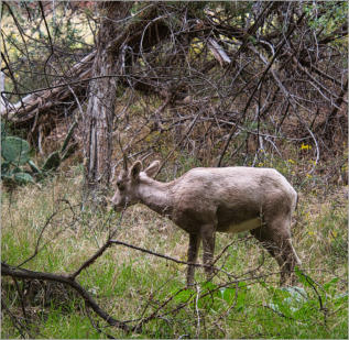 Zion NP - The Grotto Trail, UT