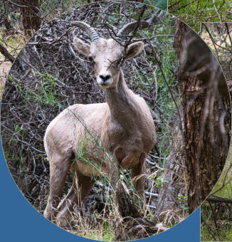 Zion NP - The Grotto Trail, UT