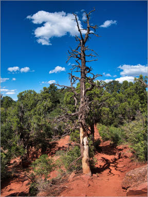 Zion National Park - Observaton Point Trail via East Mesa, UT