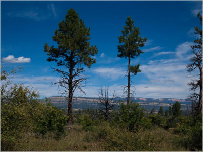 Zion National Park - Observaton Point Trail via East Mesa, UT