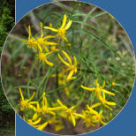 Zion National Park - Rivrside Walk, UT