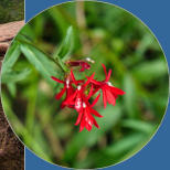Zion National Park - Rivrside Walk, UT