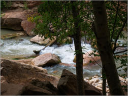 Zion National Park - Rivrside Walk, UT