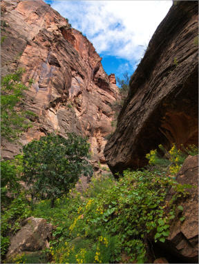 Zion National Park - Rivrside Walk, UT