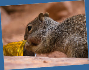 Zion National Park - Rivrside Walk, UT