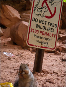 Zion National Park - Rivrside Walk, UT