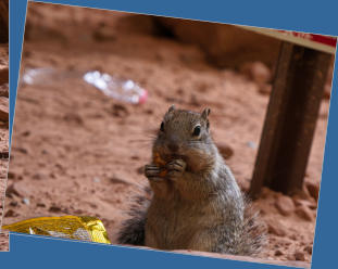 Zion National Park - Rivrside Walk, UT