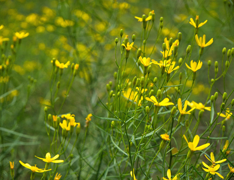 Zion National Park - Rivrside Walk, UT