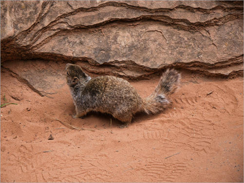 Zion National Park - Rivrside Walk, UT