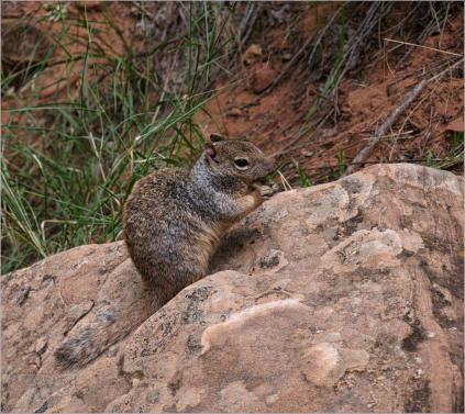 Zion National Park - Rivrside Walk, UT