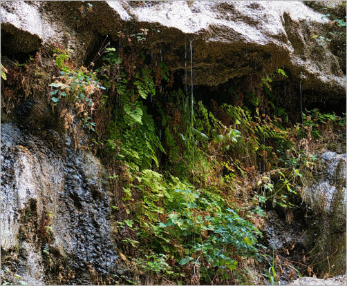 Zion National Park - Rivrside Walk, UT