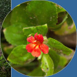 Zion National Park - Rivrside Walk, UT