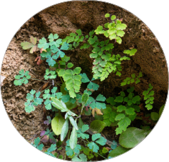 Zion National Park - Rivrside Walk, UT