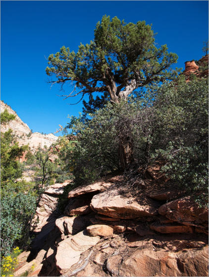 Zion National Park - Utah